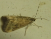 Pyrausta despicata (Scopoli, 1763)