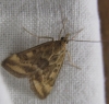 Pyrausta despicata (Scopoli, 1763)