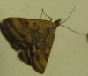 Pyrausta despicata (Scopoli, 1763)