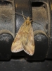 Pyrausta despicata (Scopoli, 1763)