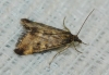 Pyrausta despicata (Scopoli, 1763)