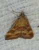 Pyrausta despicata (Scopoli, 1763)