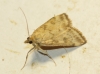 Pyrausta despicata (Scopoli, 1763)