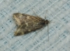 Pyrausta despicata (Scopoli, 1763)