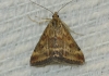 Pyrausta despicata (Scopoli, 1763)