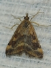 Pyrausta despicata (Scopoli, 1763)