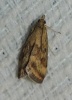Pyrausta despicata (Scopoli, 1763)