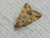 Pyrausta despicata (Scopoli, 1763)