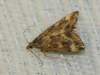 Pyrausta despicata (Scopoli, 1763)