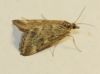 Pyrausta despicata (Scopoli, 1763)