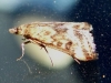 Pyrausta despicata (Scopoli, 1763)