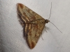 Pyrausta despicata (Scopoli, 1763)
