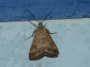 Pyrausta despicata (Scopoli, 1763)