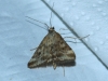Pyrausta despicata (Scopoli, 1763)