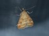 Pyrausta despicata (Scopoli, 1763)