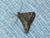 Pyrausta despicata (Scopoli, 1763)