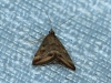 Pyrausta despicata (Scopoli, 1763)