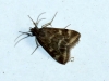 Pyrausta despicata (Scopoli, 1763)