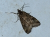 Pyrausta despicata (Scopoli, 1763)