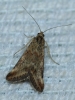 Pyrausta despicata (Scopoli, 1763)