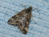 Pyrausta despicata (Scopoli, 1763)