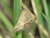 Pyrausta despicata (Scopoli, 1763)