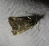 Pyrausta despicata (Scopoli, 1763)