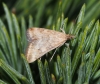 Pyrausta despicata (Scopoli, 1763)