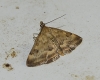 Pyrausta despicata (Scopoli, 1763)