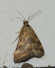 Pyrausta despicata (Scopoli, 1763)