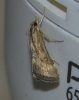 Pyrausta despicata (Scopoli, 1763)