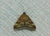 Pyrausta despicata (Scopoli, 1763)
