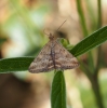 Pyrausta despicata (Scopoli, 1763)