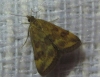 Pyrausta despicata (Scopoli, 1763)