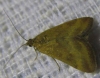 Pyrausta despicata (Scopoli, 1763)