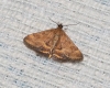Pyrausta despicata (Scopoli, 1763)