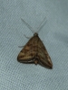 Pyrausta despicata (Scopoli, 1763)
