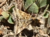 Pyrausta despicata (Scopoli, 1763)