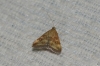 Pyrausta despicata (Scopoli, 1763)