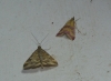 Pyrausta despicata (Scopoli, 1763) y Pyrausta sanguinalis (Linnaeus, 1767)