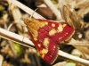 Pyrausta purpuralis (Linnaeus, 1758)