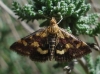 Pyrausta purpuralis (Linnaeus, 1758)