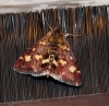 Pyrausta purpuralis (Linnaeus, 1758)