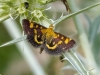 Pyrausta purpuralis (Linnaeus, 1758)