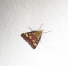 Pyrausta purpuralis (Linnaeus 1758)