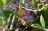 Pyrausta sanguinalis (Linnaeus, 1767)