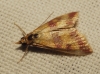 Pyrausta sanguinalis (Linnaeus, 1767)