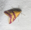 Pyrausta sanguinalis (Linnaeus, 1767)