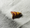 Pyrausta sanguinalis (Linnaeus, 1767)
