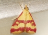 Pyrausta sanguinalis (Linnaeus, 1767)